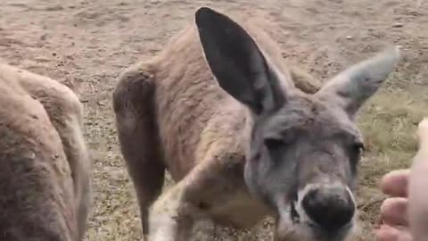 Kangaroos I'd know you in a pack of rats