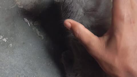 Cat in funny mood