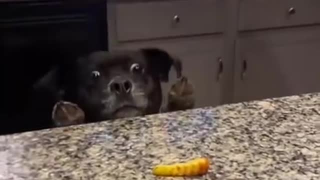 That Face 🐶 - Funny Dog Videos