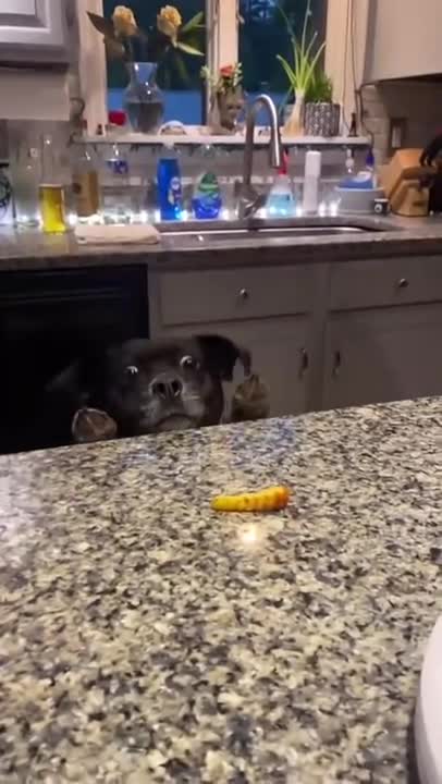 That Face 🐶 - Funny Dog Videos