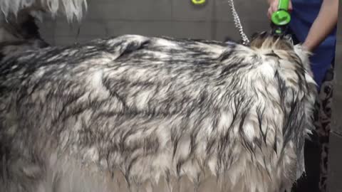Don't mess with an Alaskan Malamute