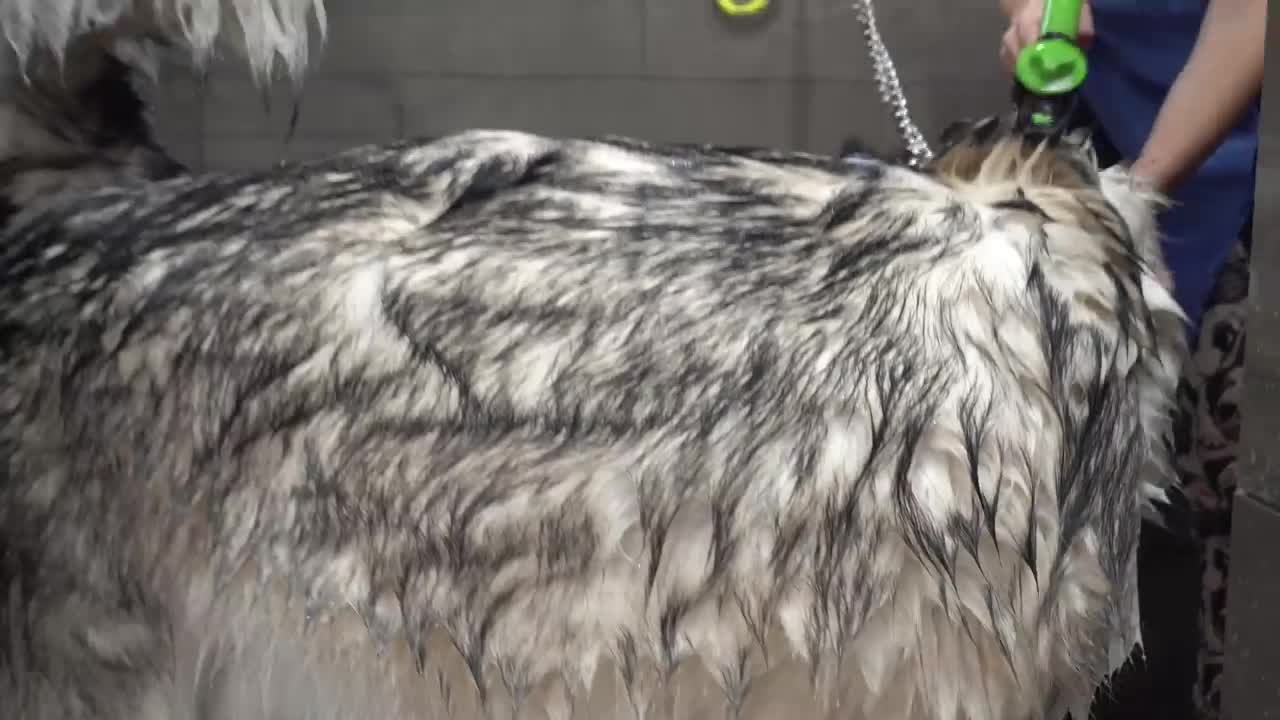 Don't mess with an Alaskan Malamute