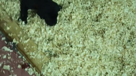 Warhammer's Perfect Storm/Gladiators Quest Vito Valentino Litter