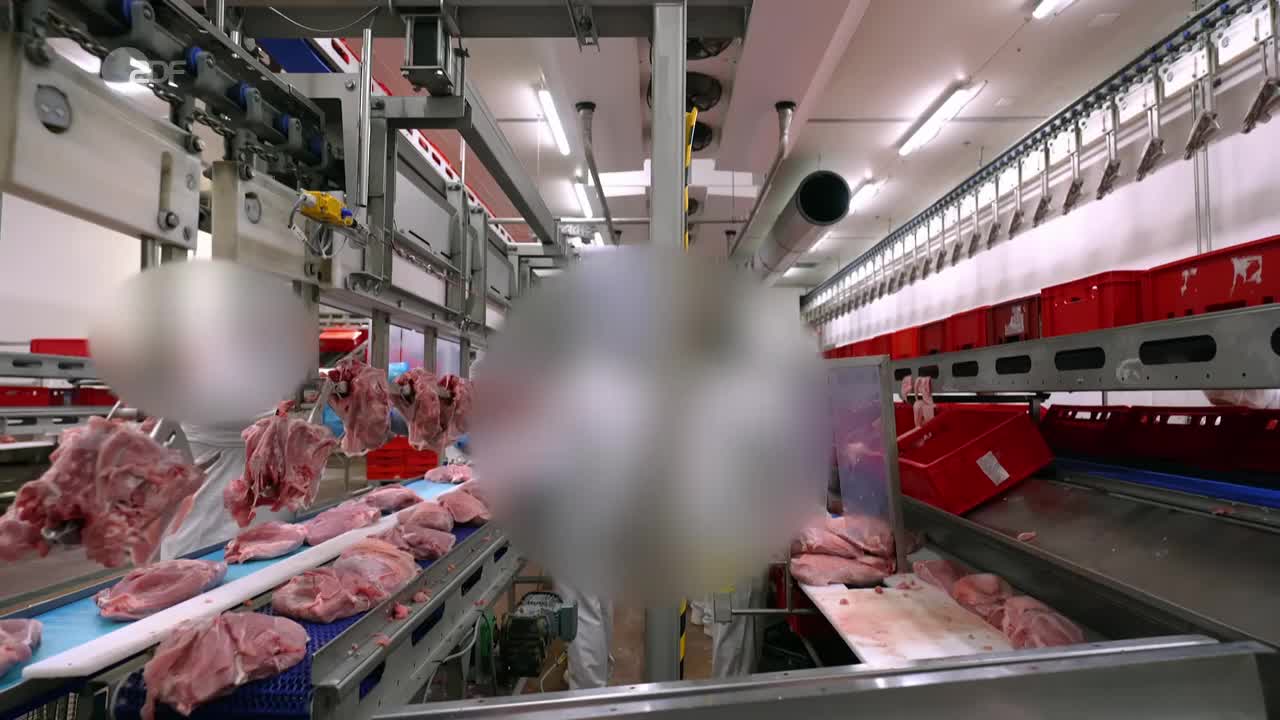 37 Grad: Täglich ein Tier Doku (2021)