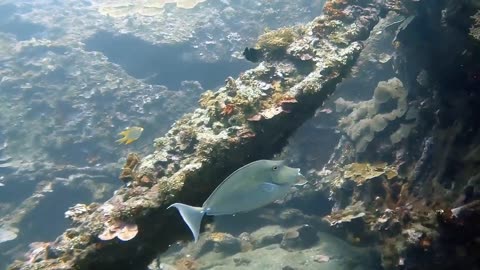 the sea and its beautiful creatures