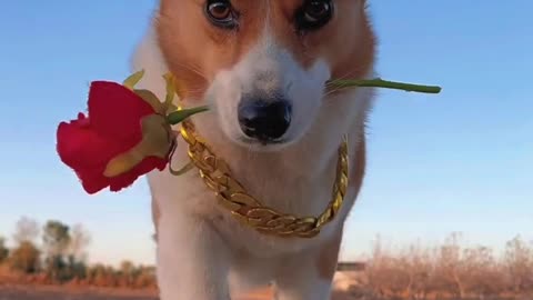 Cute dog