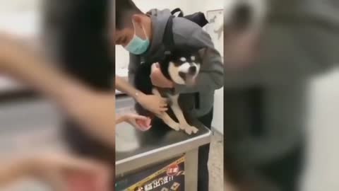 Funniest Videos of Dogs and Cats