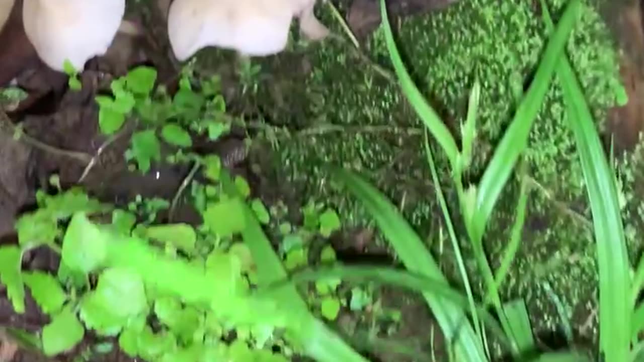 Terrarium setup with KY plants 5/14/23
