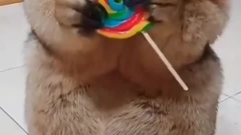 Cute animal 😍😍