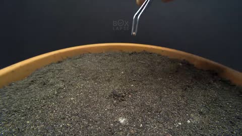 FIG TREE Growing From Seed TIME LAPSE - 145 Days