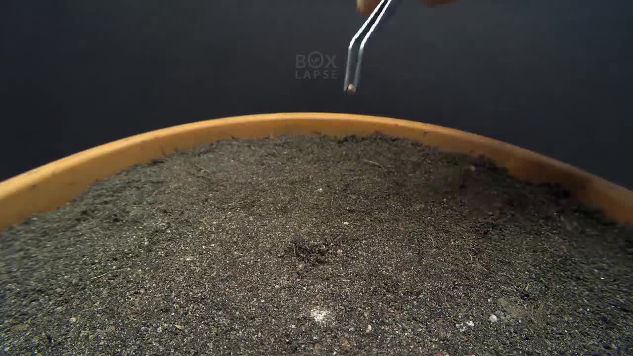 FIG TREE Growing From Seed TIME LAPSE - 145 Days