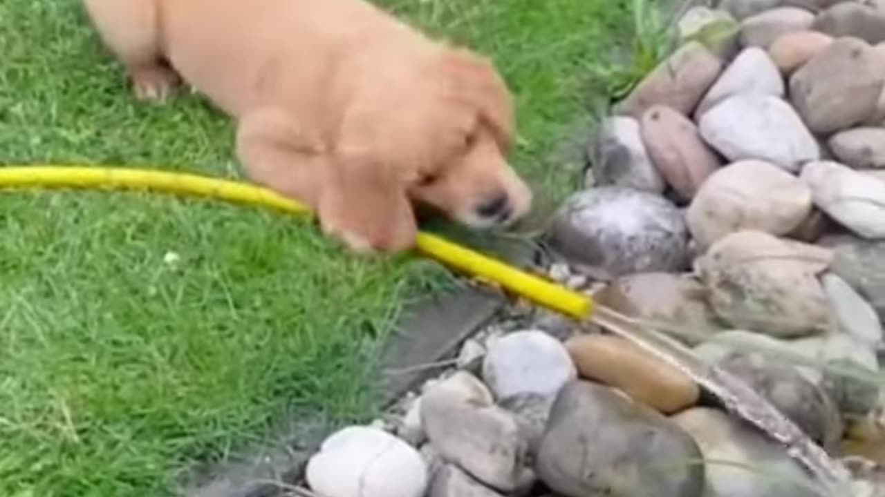 funny animals - Animal Funny Videos,cute cat video #rumble #short