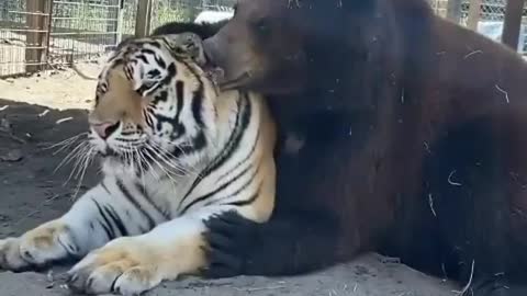 Bear and tiger can't be friends