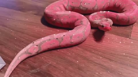 The snake