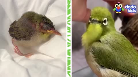 Anything Can Happen When You Live In A House Full Of Birds | Animal Videos For Kids | Dodo Kids