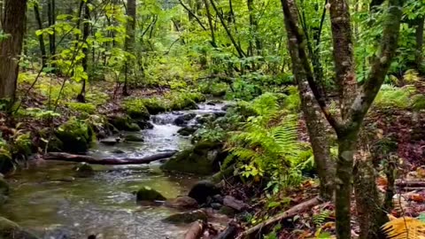 nature sounds