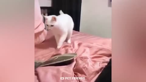 OMG So Cute | Funniest Cats And Dogs 🐱🐶
