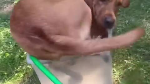 Funny dogs to make your day better #relaxmydog #funny #dogs #funnydog