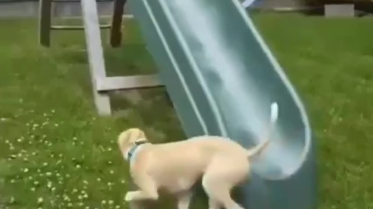 Dog’s & Cat’s Funny Videos 😂 | Laugh Till You Cry!