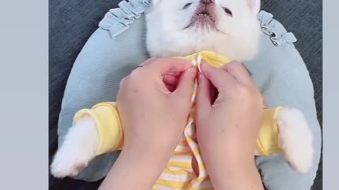 Pet Ready to Party