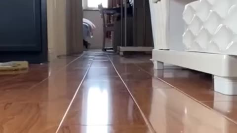 Am I cute? | Funny Cats