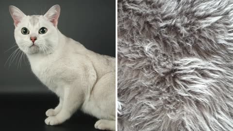 The strangest kittens in the world.Los Gatitos mas extraños del mundo.