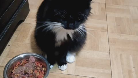 Cat loves to play.