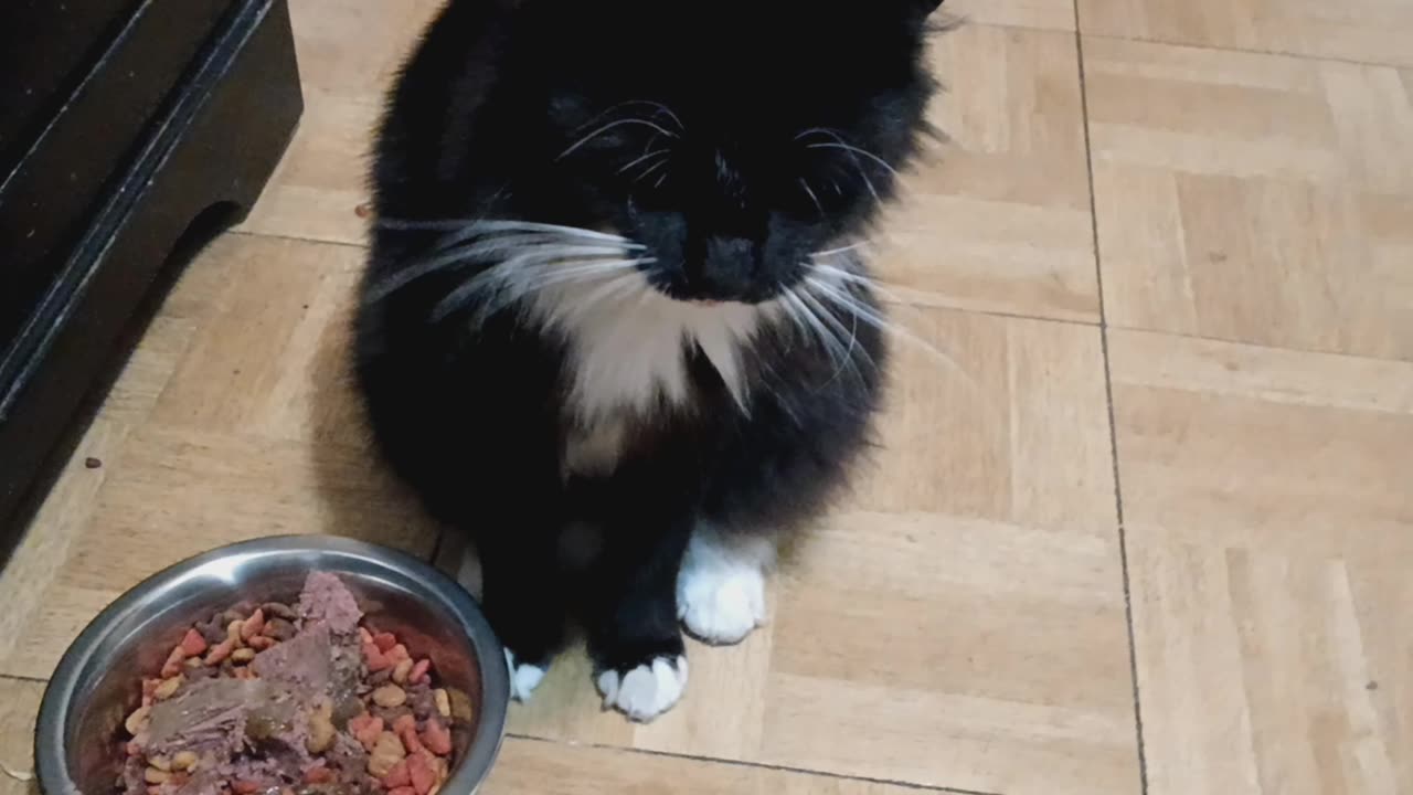 Cat loves to play.