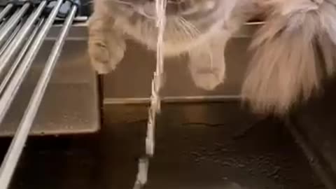 Funny Cats – Water 😂😂 ep 006 #cat #pet #cats #funny #shorts