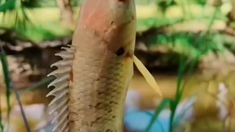 This is a beautiful and charming water-dwelling species