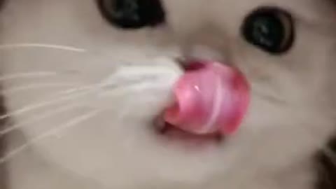 cute kitten
