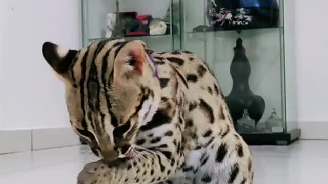 #fypcats #catlovers #catchallenge #catlife #catcute #fypcatlovers #catvideo #cat #fypcat