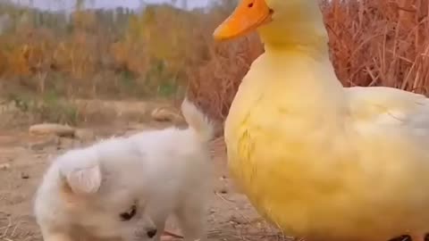 Cute puppy and duck frendship #rumble #viral #trend