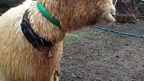 Very Sad, The Goat is Looking For Its Mother