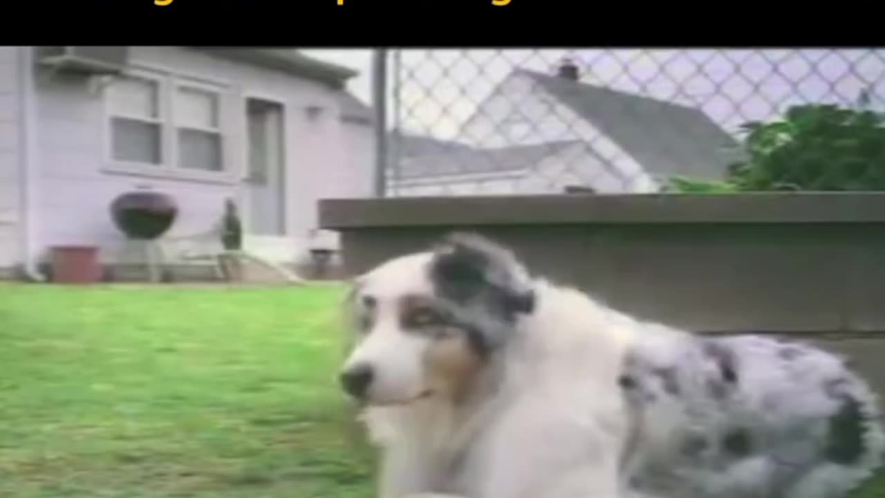 Funny animal video