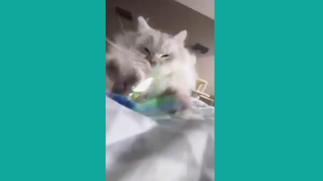 Booom Videô | Funny Cats