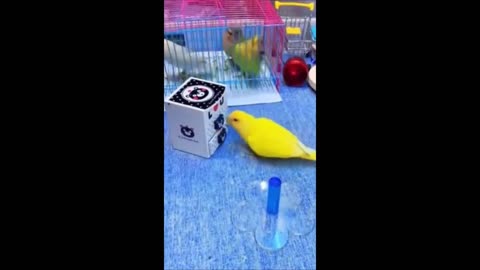 Funny animals - Funny cats / dogs Funny animal