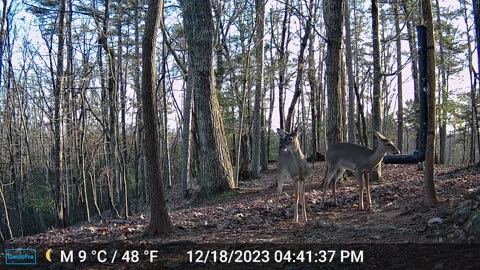 The Woods – 12/19/2023