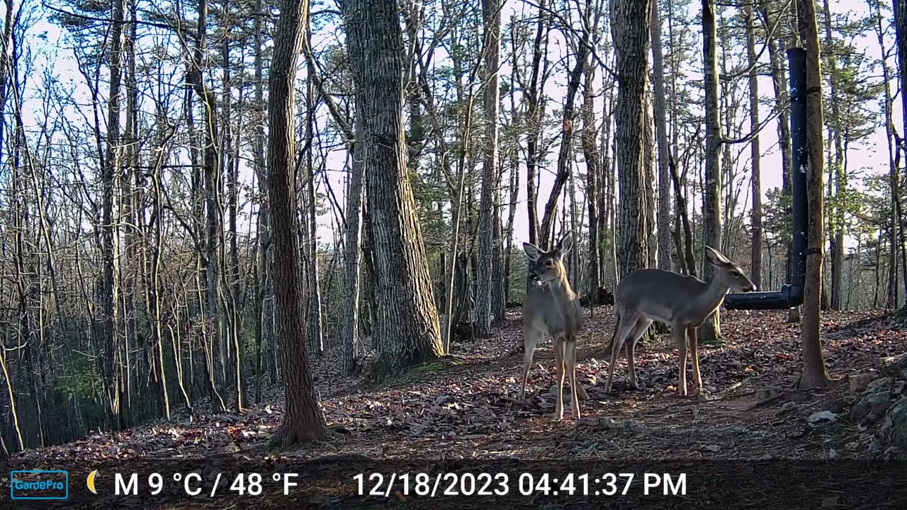 The Woods – 12/19/2023