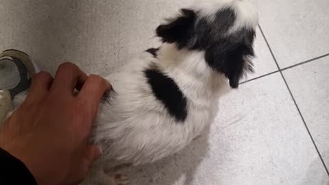An adorable puppy