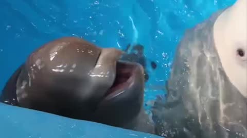Beluga happy to see its handler