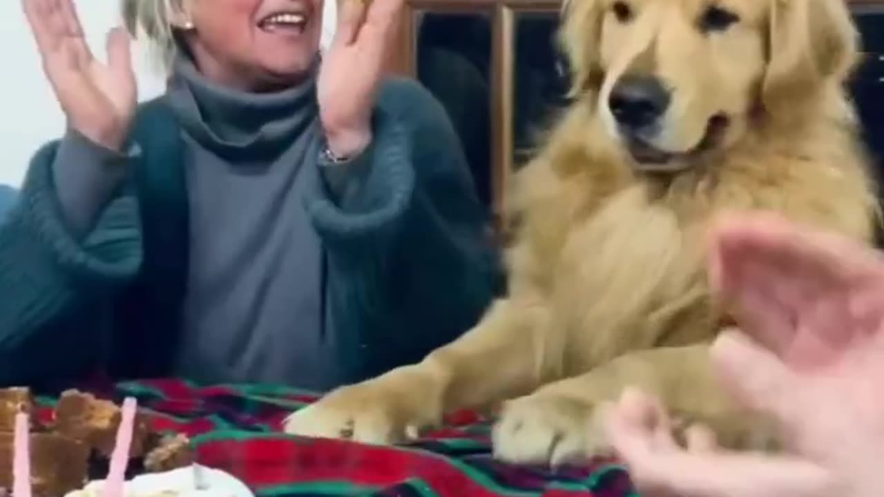 Sharing the cutest dogs