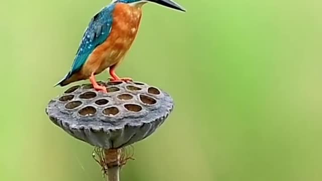 cute Sparrow
