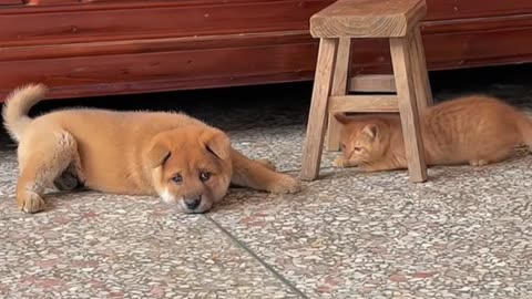 Cat play with Dog 🐕 very funny video 🤣