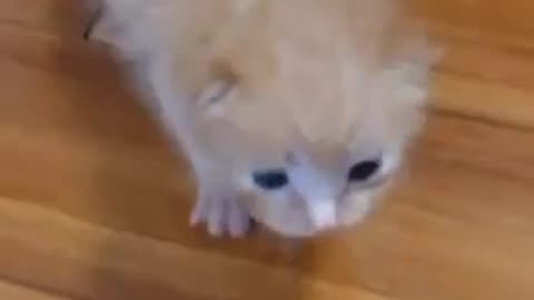 Amazing cat 🐱 trending video