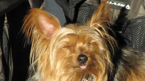Puck the Yorkshire Terrier daydreaming in the sun