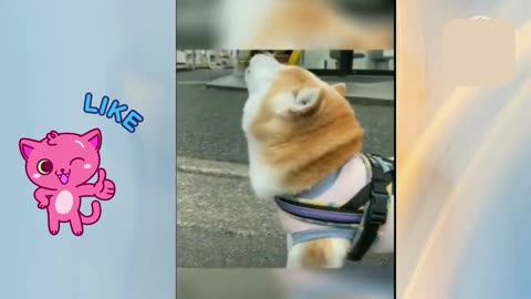 Funniest Cats And Dogs Videos 😁 - Best Funny Animal Videos 2023 🥰