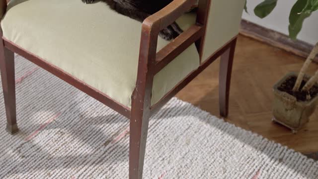My two kittens are playing together#2022