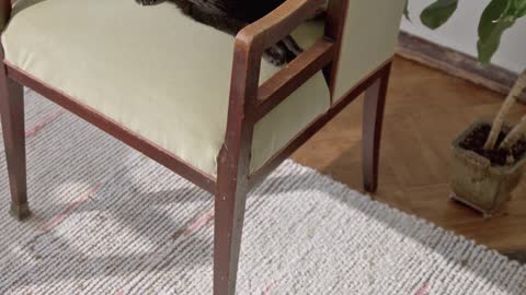 My two kittens are playing together#2022