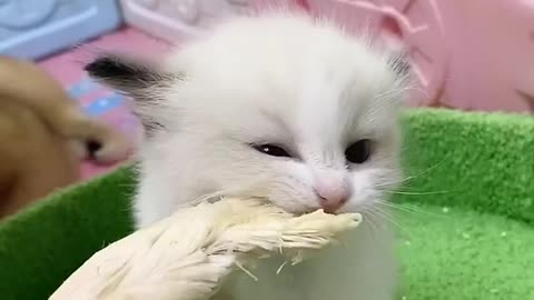 OMG So Cute Cats ♥ Best Funny Cat ❤️🐈Videos 2021 #shorts